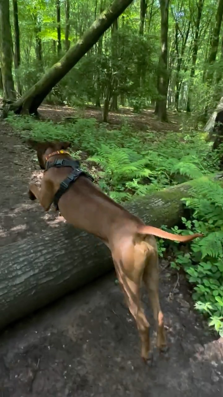 A dog leaping over a fallen tree trunk on a woodland trail
