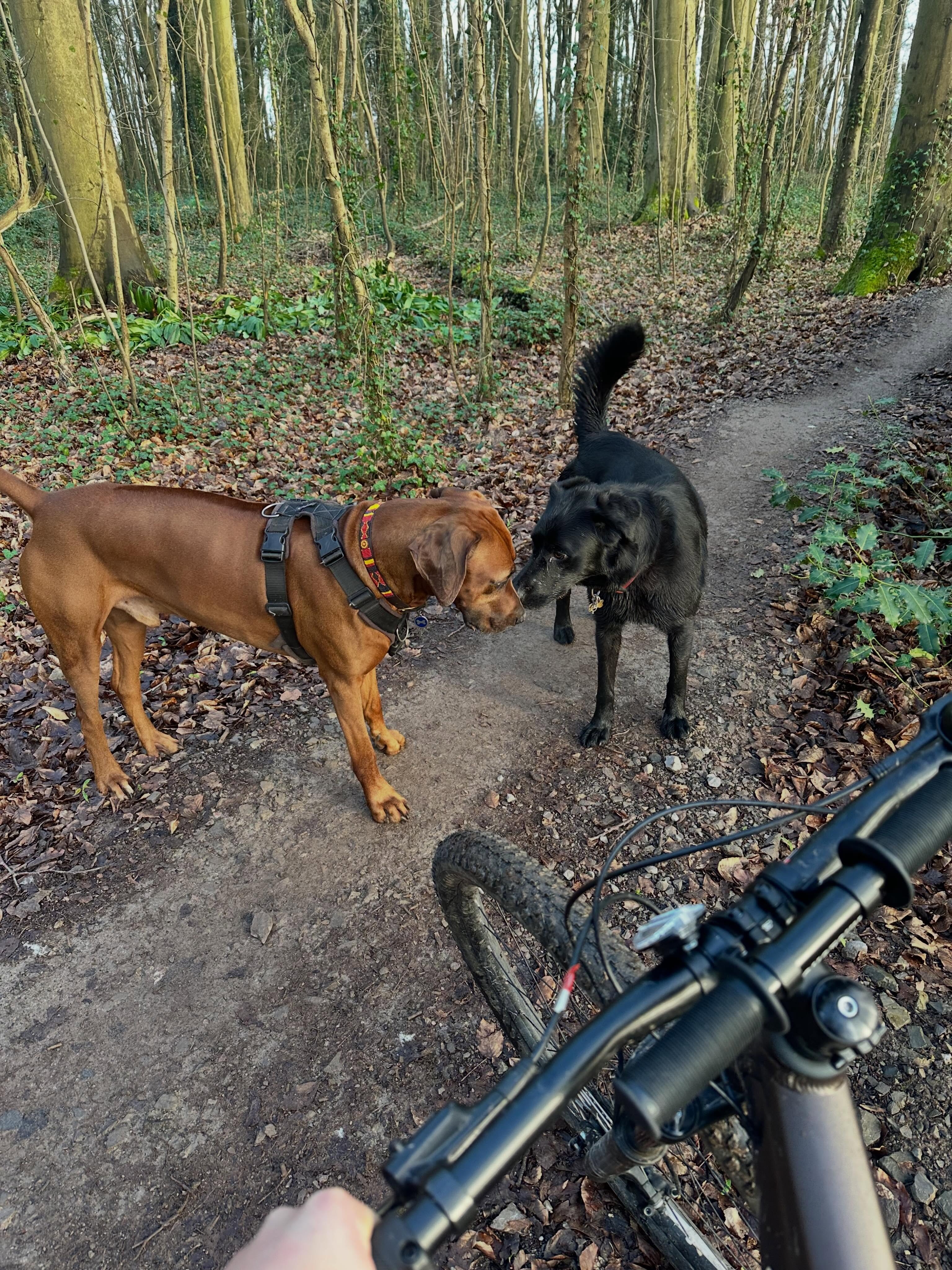 Two dogs greeting each other nose to nose on a woodland path