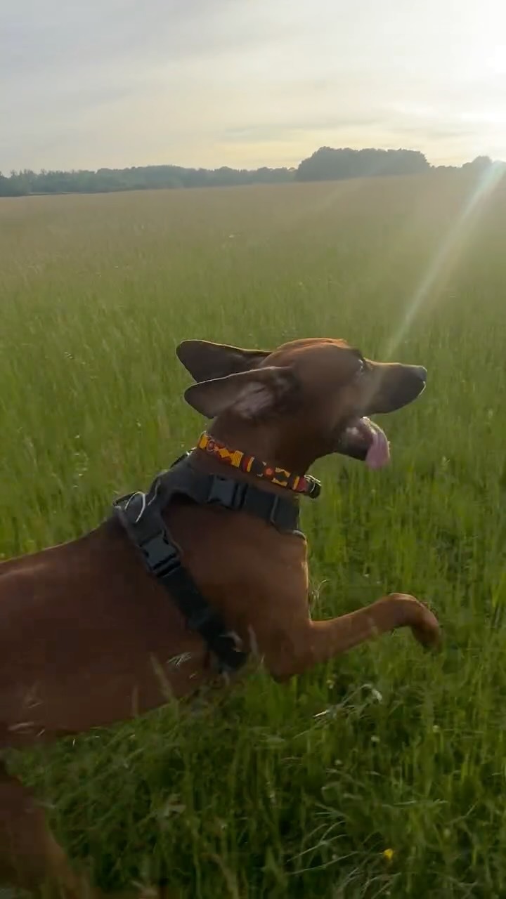 A dog bounding through long grass in a meadow at sunset