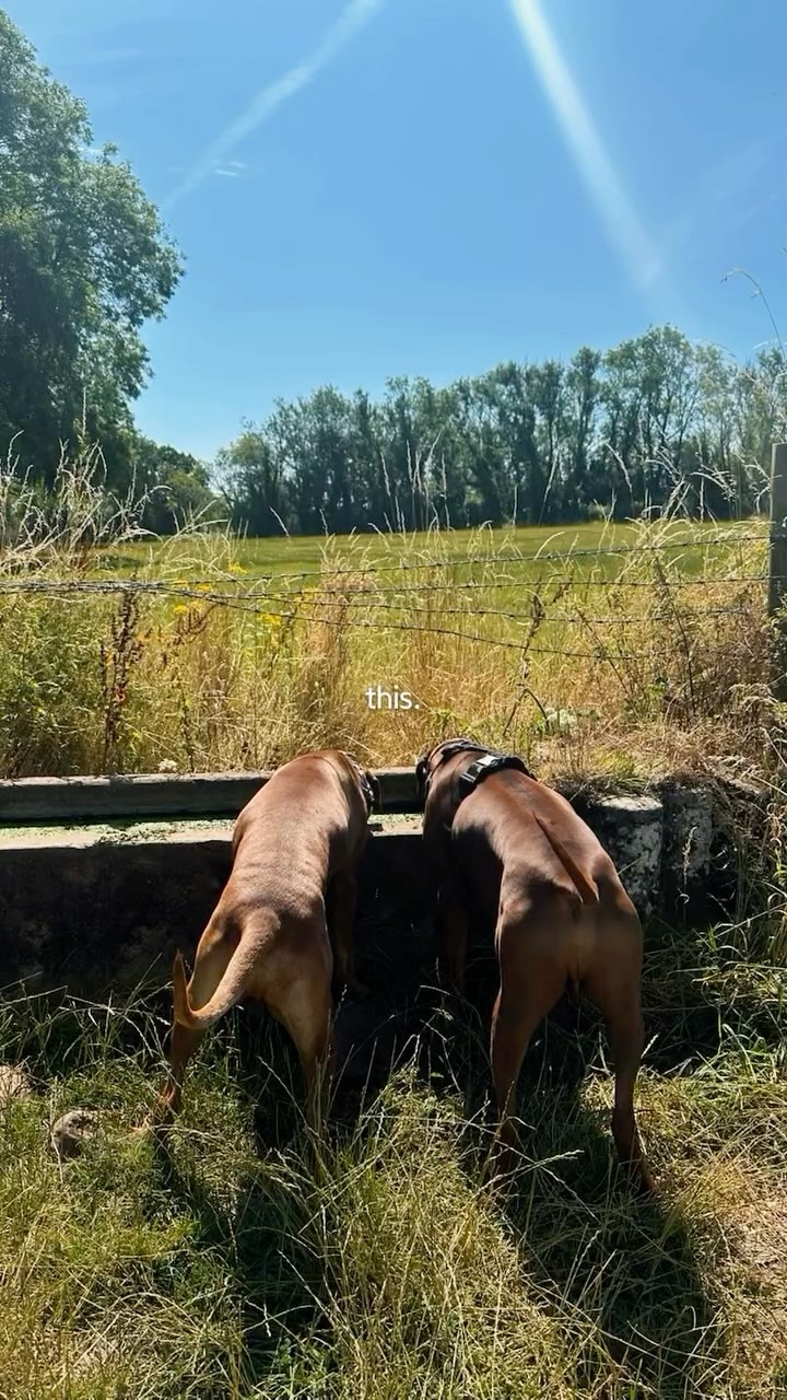 Two dogs drinking from a stone trough beside a sunny field