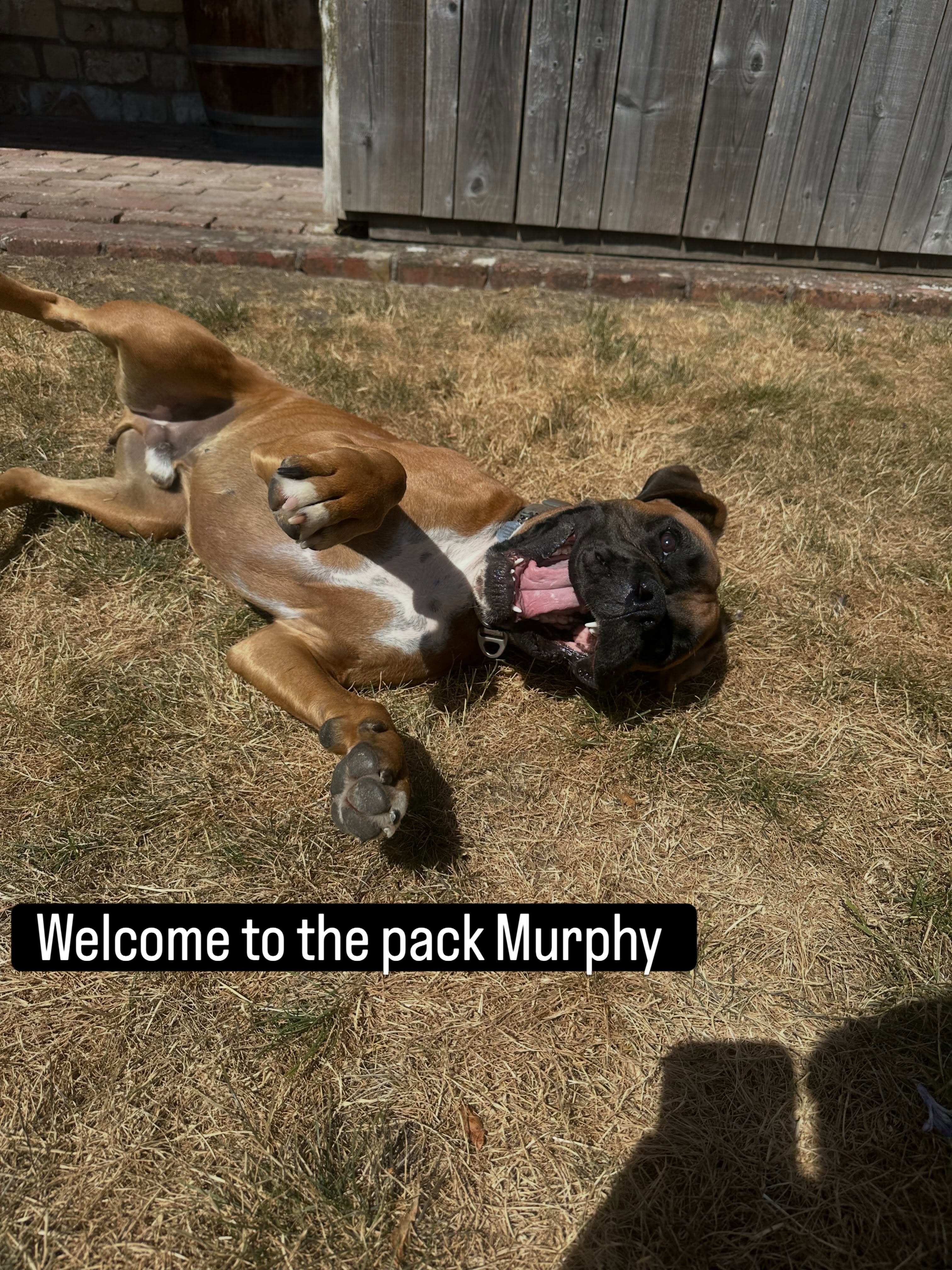 A dog rolling happily on its back in the sun