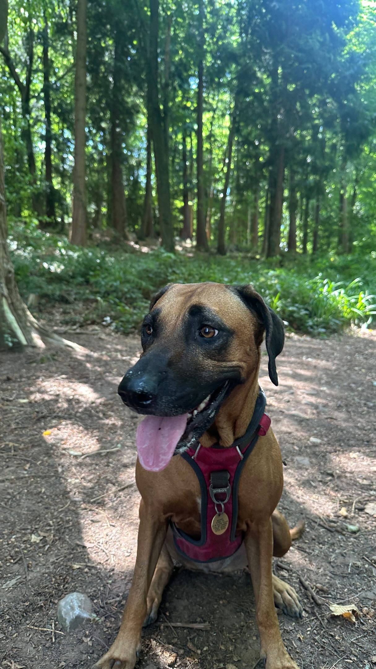 A dog in a red harness sitting on a forest trail, tongue out