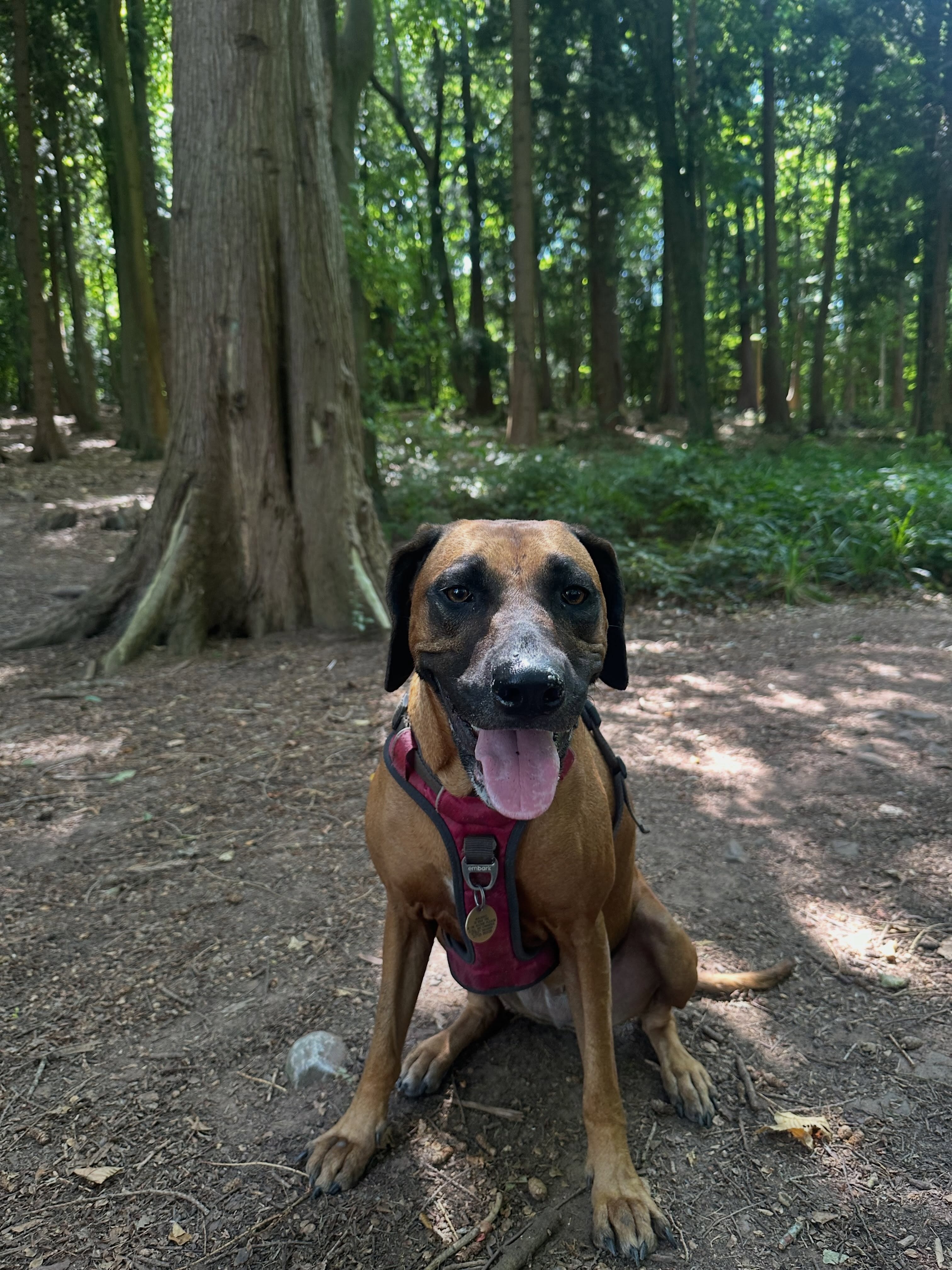 A dog sitting in dappled woodland shade, looking at the camera